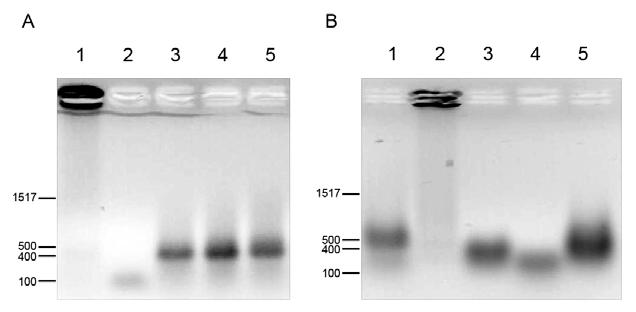 SUPPLEMENTARY INFORMATION 2. Experimental results 2.1. Analysis of nanopores with agarose gel electrophoresis and AFM Supplementary Fig. 3. 1.