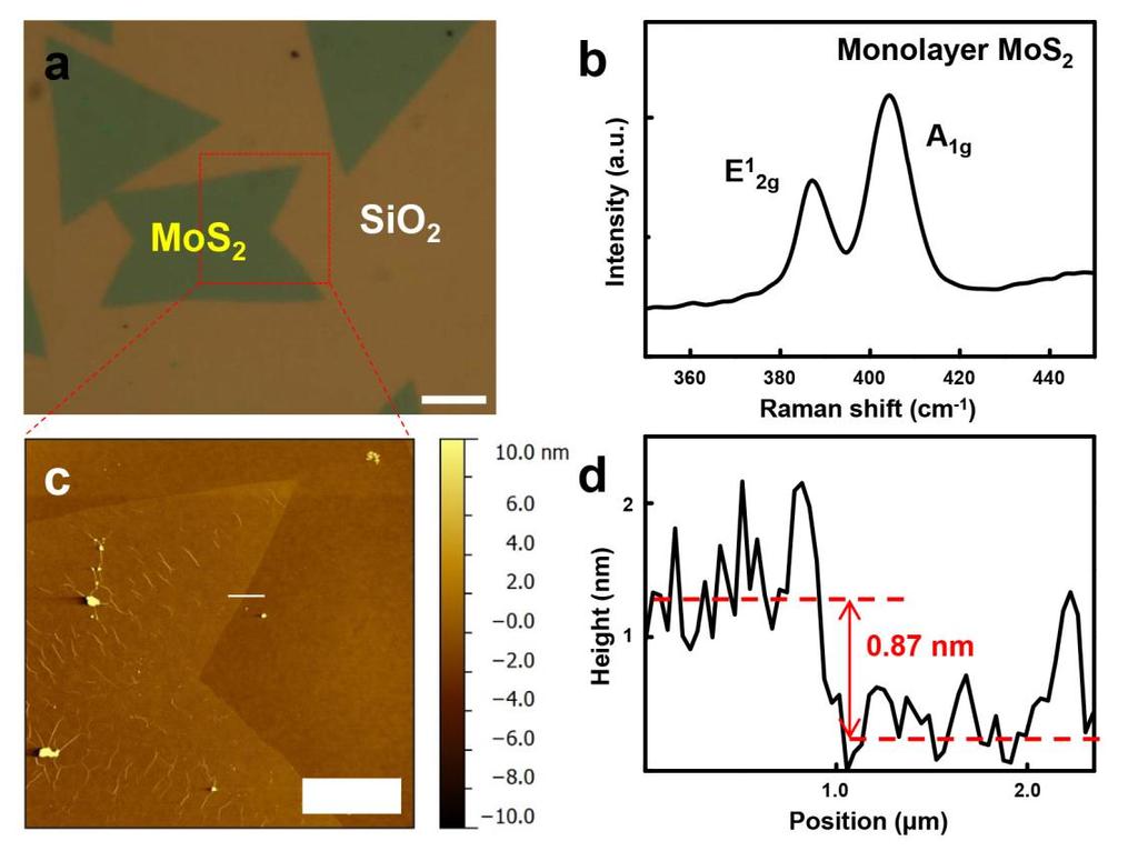 Supplementary Figure 17. (a) Optical image of monolayer MoS 2 film on SiO 2 substrate after transfer. (b) Representative Raman spectrum of monolayer MoS 2.