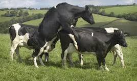 Oestrous detection Use a three week diary Record early heats Present cows with history of whites