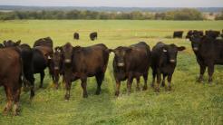 Get Paid For What They Are Worth = Average of heifer crop Average of
