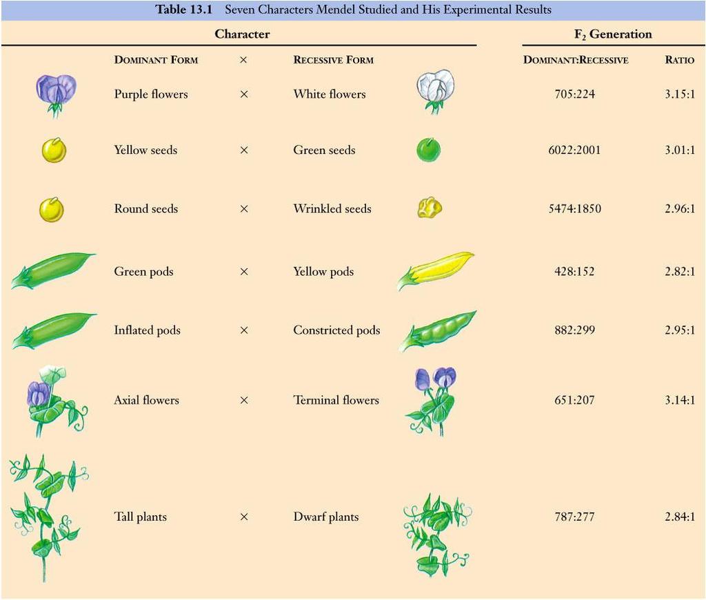 Mendel collected data for 7 pea traits Flower color Seed