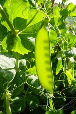 Mendel chose pea plants wisely Pea plants are good for genetic research many varieties distinct heritable features with different variations flower color, seed color, seed shape, etc.