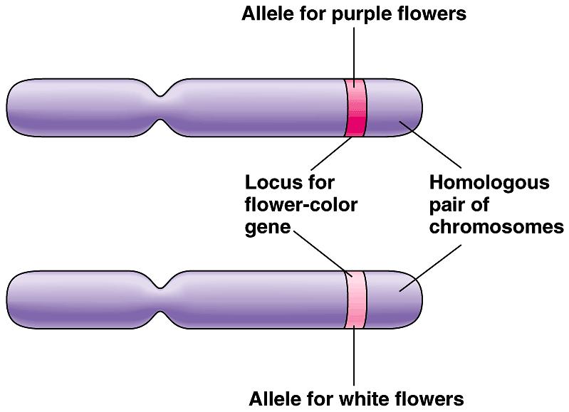 What did Mendel s findings mean? Traits come in alternate versions flower color: purple vs.