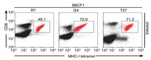 SCNT approach Litters where analyzed via flow cytometry for