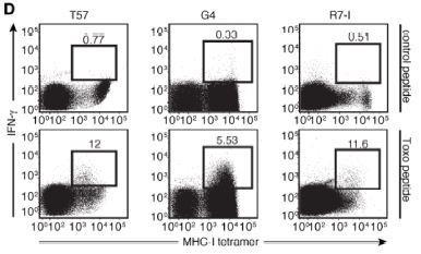SCNT approach Stimulation of antigen presenting cells to check ability of CD 8 T- cells to produce Interferon gamma
