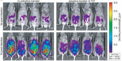 SCNT approach Live imaging with luciferase expressing t.