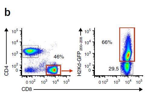 Frequency analysis of GFP isotope Flow cytometry of splenocytes More than 50% of CD8 T- cells in