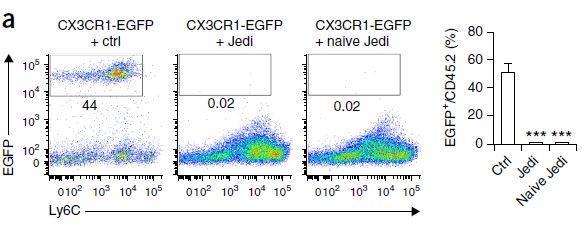 after injection of Jedi cells shows no EGFP+ cells Conclusion: naive T- cells can enter the brain when microglia