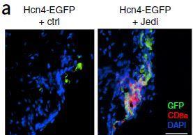 Jedi cells and rare cell types Hcn4+ cells = heart cells and rare