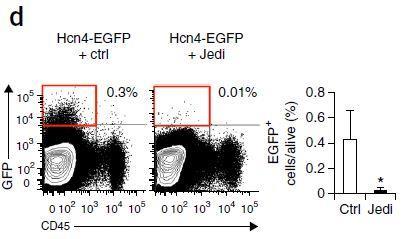 complete depletion of Hcn4 cells CD- 45 staining marks hematopoetic stem cells Outcome of