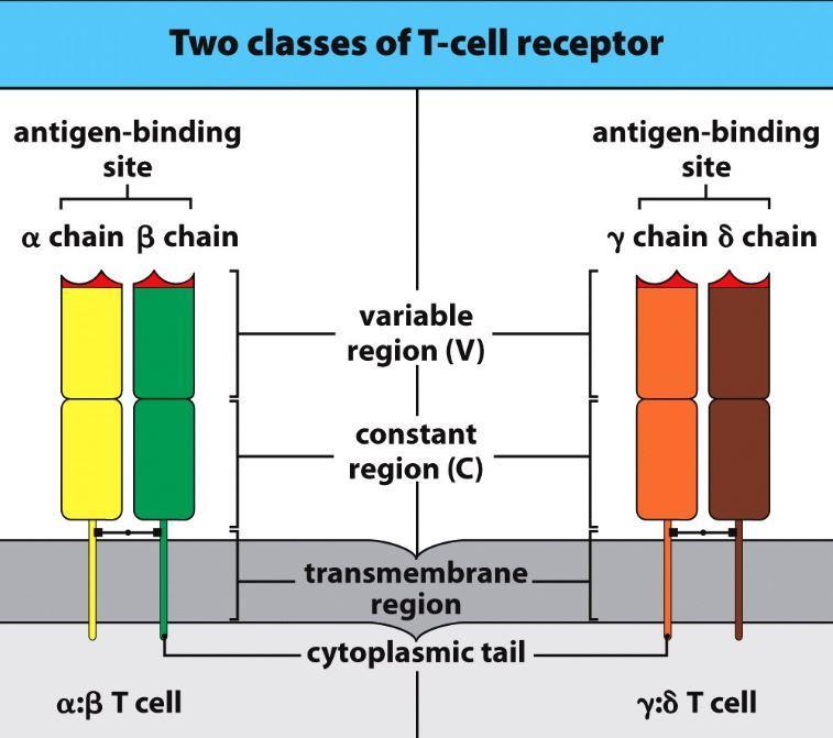 Introduction T- cell receptor (TCR) = proteincomplex, which is specific for one single peptide MHC- 1complex 2 protein subunits ( family of immunoglobulins) Variable and