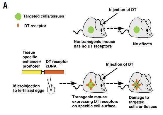 Introduction Depletion of a cell over antibodies (few available and expensive, e.g.