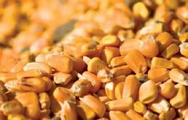 Corn Yield and Returns Per Unit of Water 225 $700 200 $600 175 $500 Grain YIield (Bushels / Acre (Blue, smooth line) 150 125 100 75 Maximum physiological yield is expected to occur at 34 of total