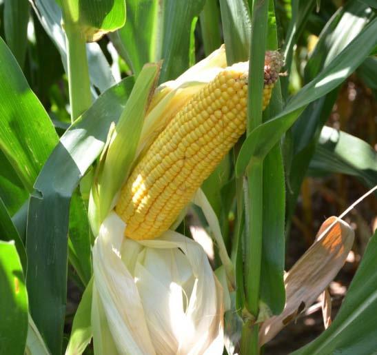 Grain Corn Physiology MATURES