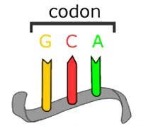 5. Our genetic code is written using the four bases found in NA.