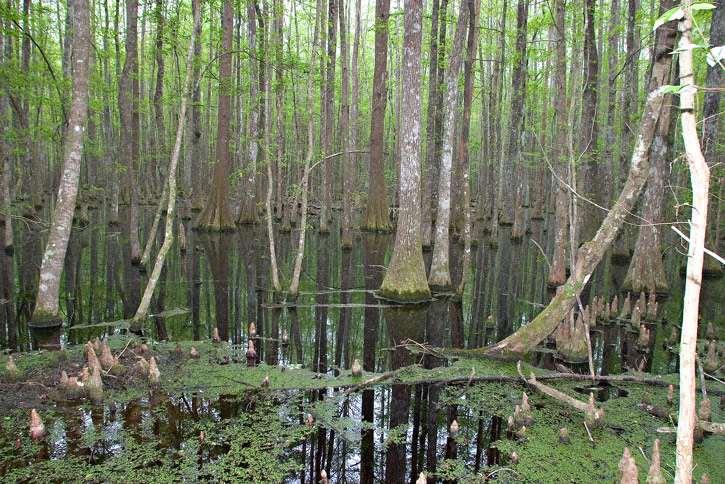 Swamps Swamps are areas of wet soils with poor drainage and standing