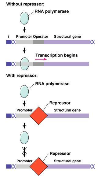 Regulation of gene expression Genes can be expressed as single units with their own promoter and terminator or as operon in which two or more genes share a promoter and terminator.
