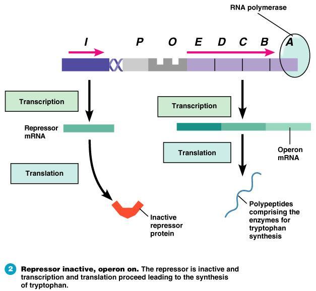 Standard condition: gene expression Without tryptophan, the repressor protein