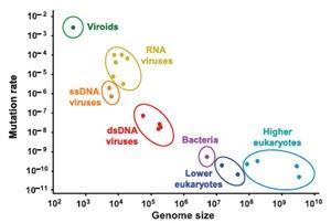 Frequency of spontaneous mutations Frequency of spontaneous mutations is variable between different bacterial species.