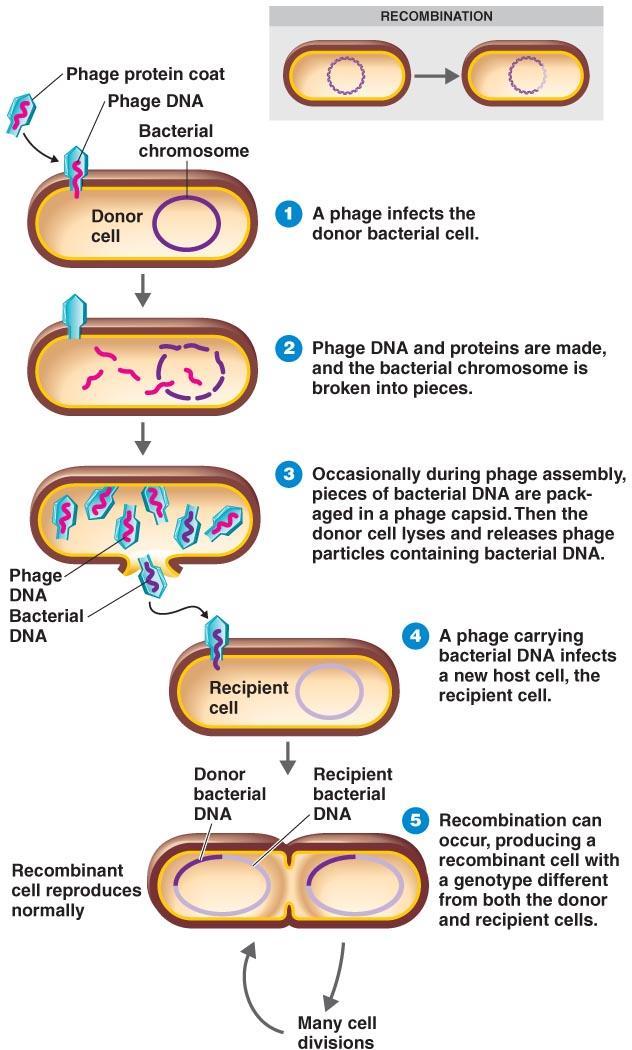 Transduction DNA is passed from one bacterium to