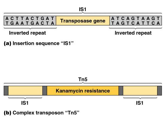 Transposons Segments of DNA that can move from one region of DNA to another.