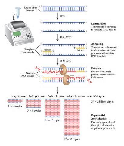Polymerase Chain Reaction (PCR) In vitro amplification of unique target DNA Steps: