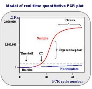 Real-Time PCR Fluorescent real time detection of PCR product.