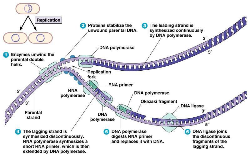 DNA replication DNA is copied by DNA polymerase. DNA replicates in the 5 3 direction.