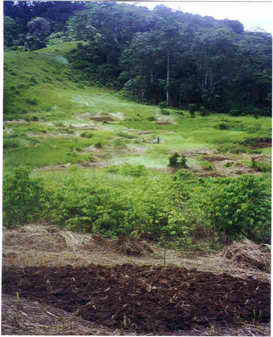 PLEC - PNG Landscape