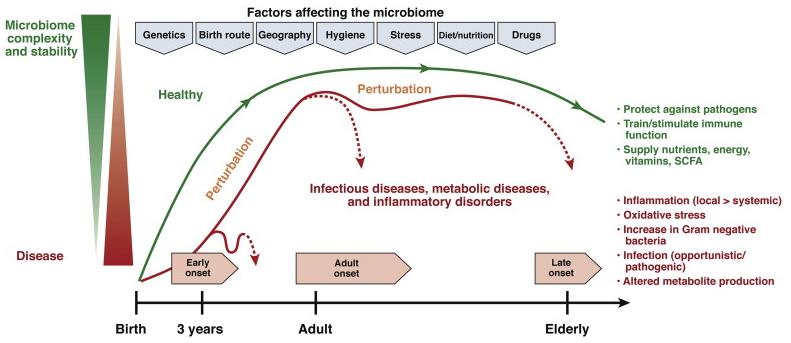 Factors affecting the stability and complexity of the gut