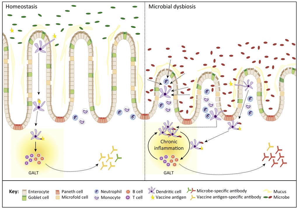 Microbiome diversity and dysbiosis