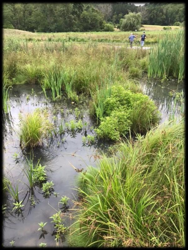 Discover Wetlands Stream Study The Dirt on Soil Program 3.1 3.2 3.3 3.4 4.