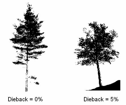 Figure 15-19. Dieback outline and rating examples. When collected: All live trees > 5.