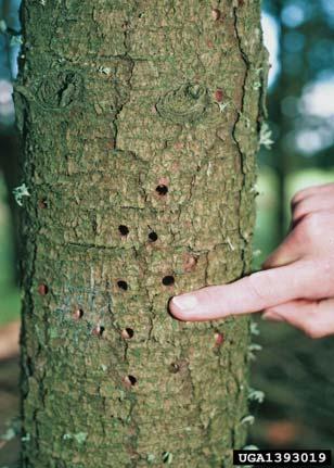 Urban FHM damage is not recorded for woodpeckers or sapsuckers.