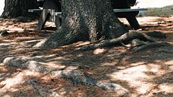 roots. The picture below illustrates a root crossing root, and is not considered a girdling root.