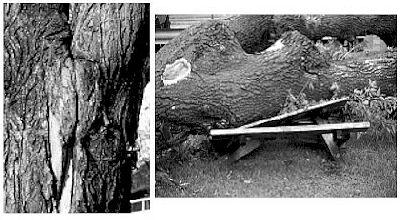 bark resulting in a split tree V