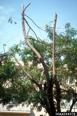 Topping is the cutting of branches to stubs, or, if 30% or more at the main stem has been cut to reduce tree height.