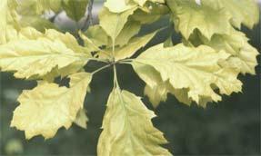 Possible causes of chlorosis include poor drainage, damaged roots, compacted roots, high