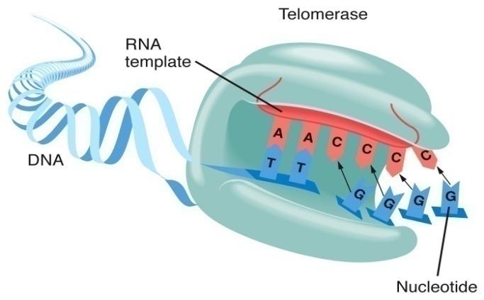 36. Which of the following events produces 4 daughter cells, each of which may be genetically different? a. mitosis b. meiosis c. phosphorylation d. S phase 37. What is happening in this picture? a. telomerase is destroying a centromere b.