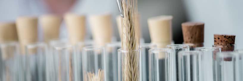 CONCLUSIONS After comprehensive testing, analysis and evaluation, the CFIA and other federal and provincial partners, can confirm that no GM wheat has entered the food or feed system, nor is it