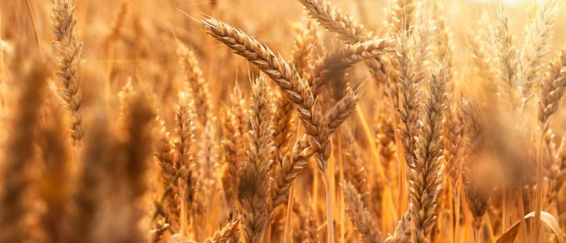 EXECUTIVE SUMMARY The Canadian Food Inspection Agency (CFIA) was notified on January 31, 2018, about a few wheat plants found on an access road in southern Alberta that survived a spraying treatment