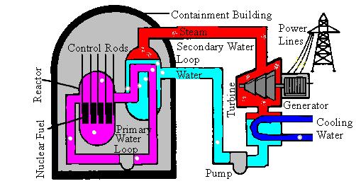 The hot coolant then leaves the reactor and flows through the steam generator. In the steam generator the hot coolant transfers its heat to the feed water which gets converted into steam.