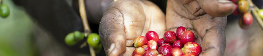 Small-scale coffee farmers in Kenya have new agricultural and financial management skills, thanks to a partnership between CRS and Keurig Green Mountain Inc. Photo by Sara A.