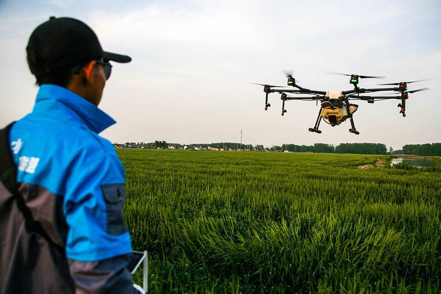 Spraying operation on wheat field in China using Drone