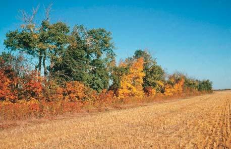 126 BENEFICIAL MANAGEMENT PRACTICES 7.2 Non-cropped Land Non-cropped land includes land used for native hay, pasture, shelterbelts, woodlots, bush, abandoned farmsteads and field borders.