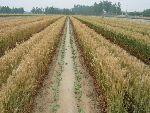 released wheat and cotton varieties/ cultivation
