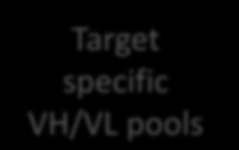 drug format IgG (bivalent) Target specific VH/VL pools Yeast Display