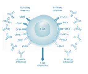 Case Study: Immune Checkpoints Antibodies targeting Immune Checkpoints are powerful immuno-activators and have shown impressive