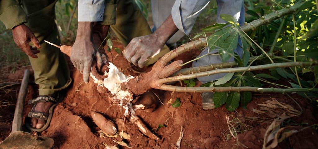 AFRICA S CASSAVA BELT 3 Onsite processing changes the equation Due to rapid spoilage, inadequate transportation and few processing facilities, raising cassava as a commercial crop has not been