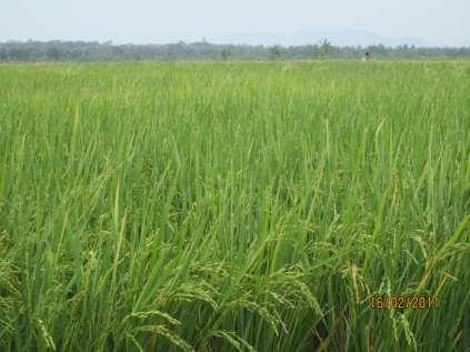 Another Major Rice Green Revolution in Mwea in Kenya